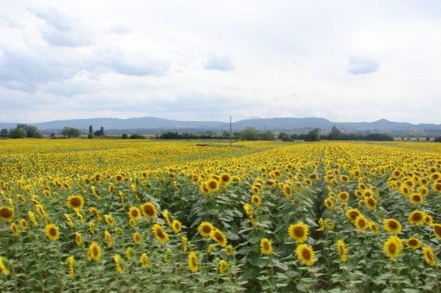 DSC02277