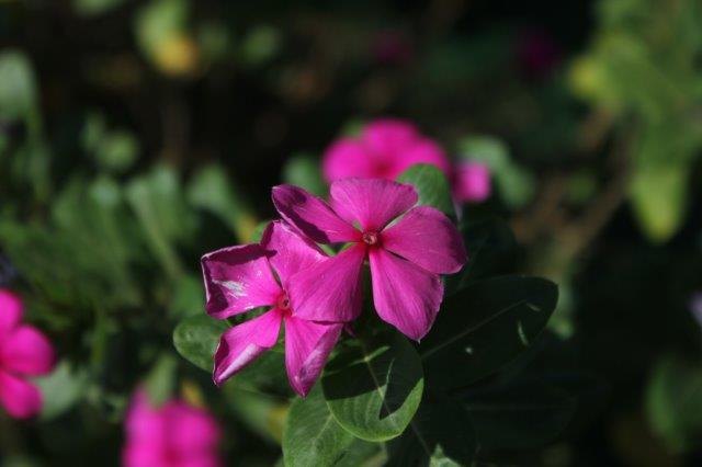 IMG_8368